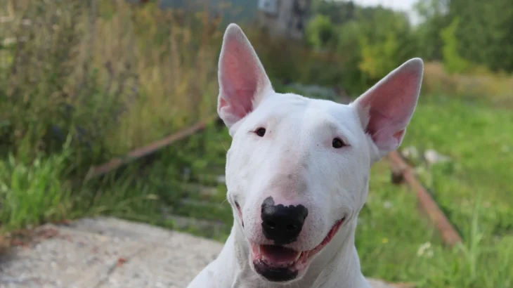 Pakistani Bull Terrier Dog photo