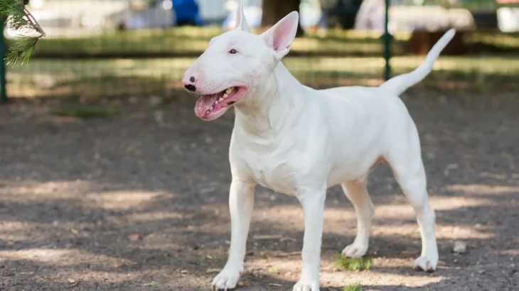 Pakistani Bull Terrier Dog photo