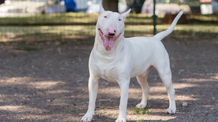 Pakistani Bull Terrier Dog photo