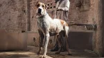 Pakistani Mastiff Dog photo