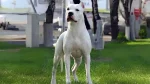 Pakistani Mastiff Dog photo