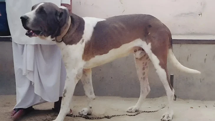 Pakistani Mastiff Dog photo