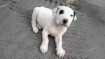 Pakistani Mastiff Dog photo