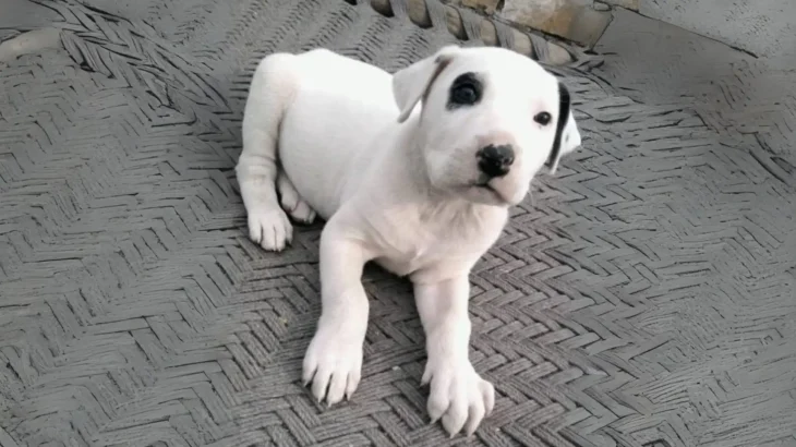 Pakistani Mastiff Dog photo