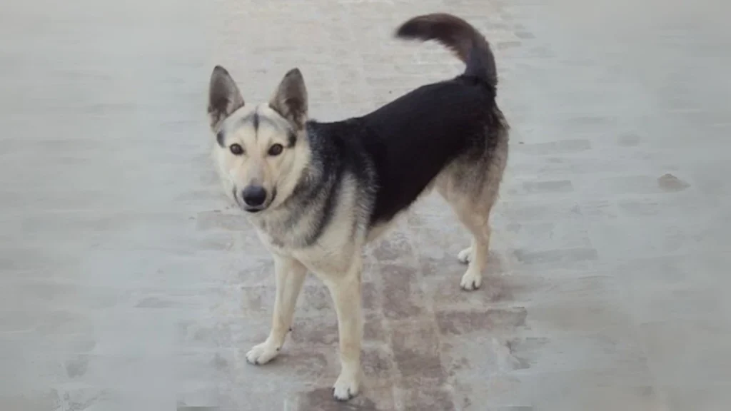 Pakistani Shepherd Dog Dog photo