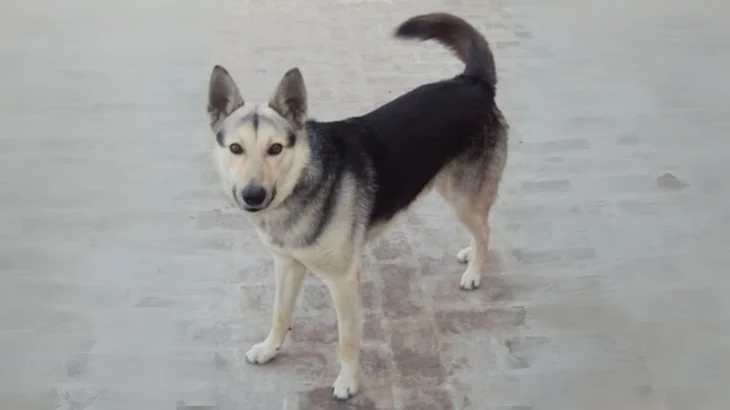 Pakistani Shepherd Dog Dog photo