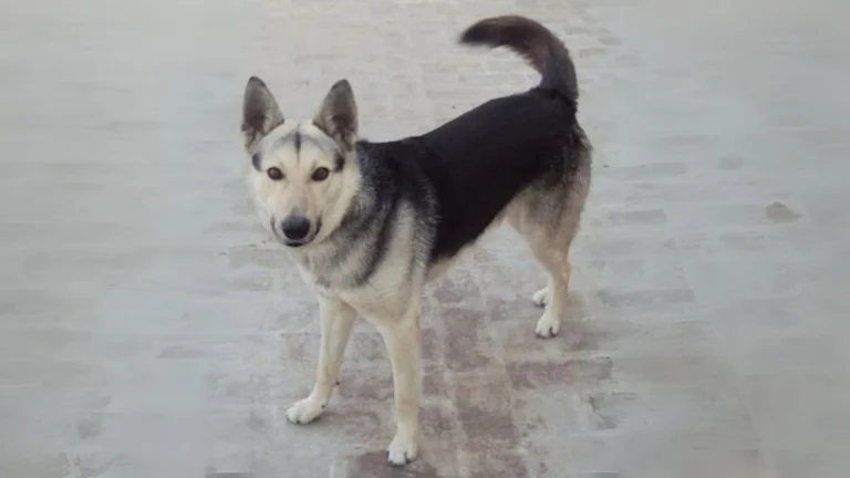 Pakistani Shepherd Dog Dog photo