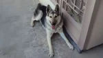 Pakistani Shepherd Dog Dog photo