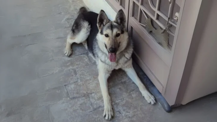 Pakistani Shepherd Dog Dog photo