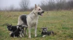 Pakistani Shepherd Dog Dog photo