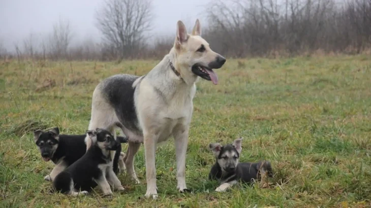 Pakistani Shepherd Dog Dog photo
