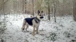 Pakistani Shepherd Dog Dog photo