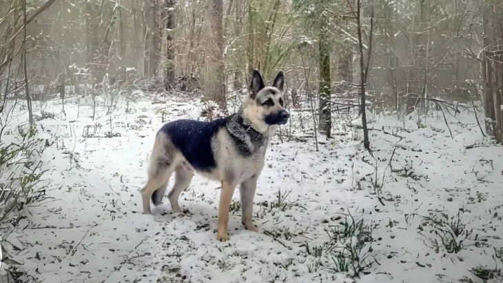 Pakistani Shepherd Dog Dog photo