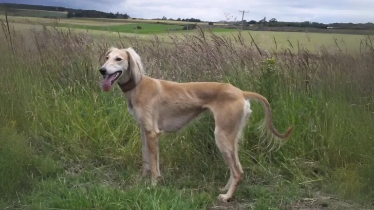Tazi pakistański Dog photo