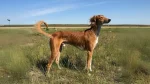 Tazi pakistański Dog photo