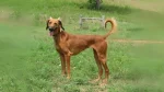 Tazi pakistański Dog photo