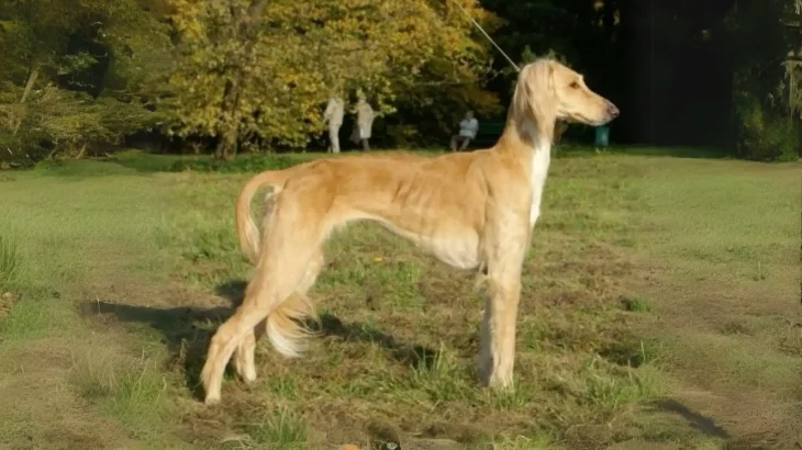 Tazi pakistański Dog photo