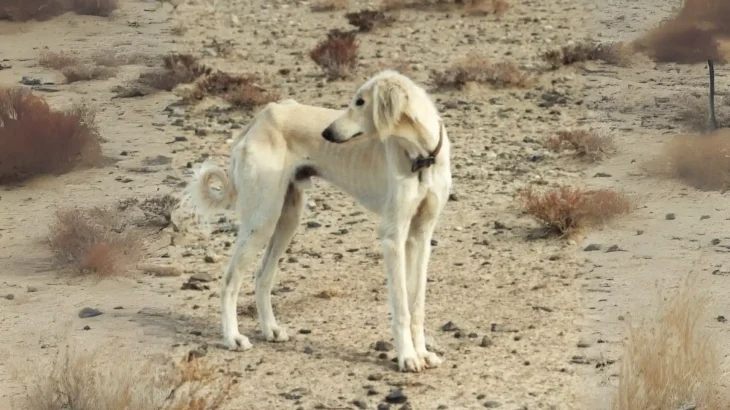 Tazi pakistański Dog photo