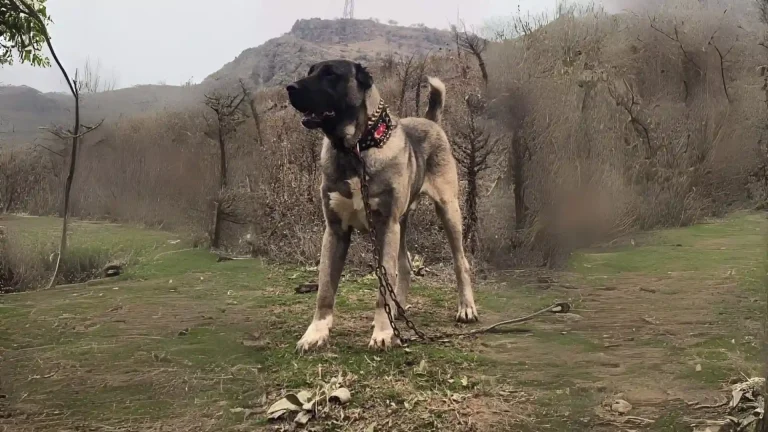 Pakistani Vikhan Dog Dog photo