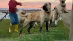 Pakistani Vikhan Dog Dog photo