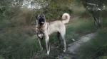 Pakistani Vikhan Dog Dog photo