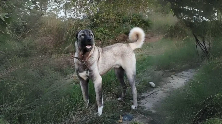 Pakistani Vikhan Dog Dog photo