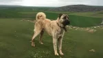 Pakistani Vikhan Dog Dog photo