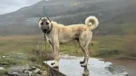 Pakistani Vikhan Dog Dog photo