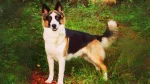 Panda Shepherd Dog photo