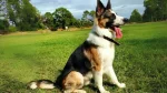 Panda Shepherd Dog photo
