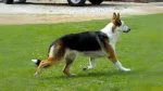 Panda Shepherd Dog photo