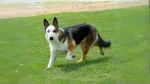 Panda Shepherd Dog photo