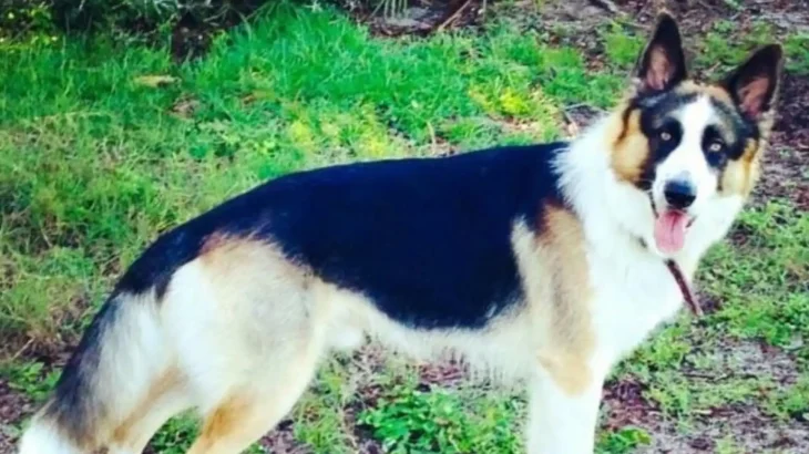 Panda Shepherd Dog photo