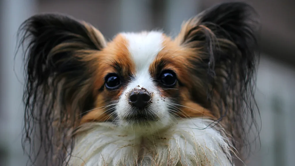 Papillon Dog photo
