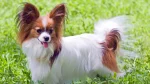 Papillon Dog photo