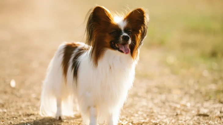 Papillon Dog photo