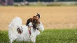 Papillon Dog photo