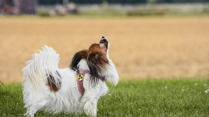 Papillon Dog photo