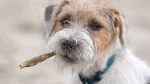 Parson Russell Terrier Dog photo