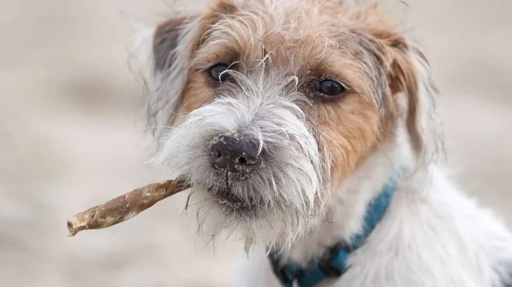 Parson Russell Terrier Dog photo