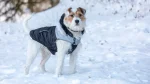 Parson Russell Terrier Dog photo