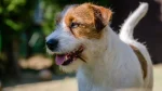 Parson Russell Terrier Dog photo