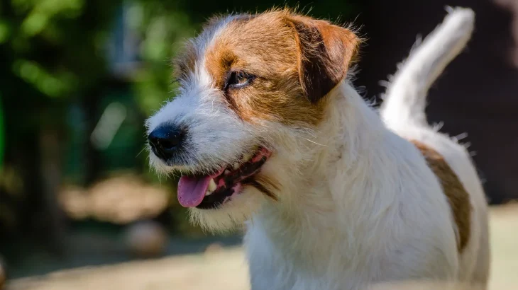 Parson Russell Terrier Dog photo