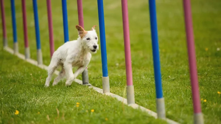 Parson Russell Terrier Dog photo