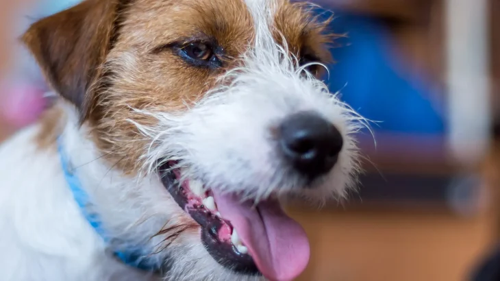 Parson Russell Terrier Dog photo