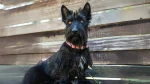 Terier Patterdale Dog photo