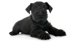 Terier Patterdale Dog photo