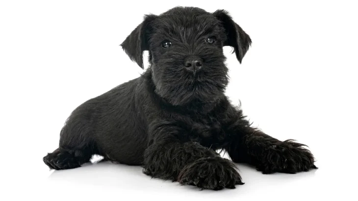 Terier Patterdale Dog photo