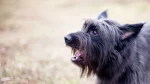 Terier Patterdale Dog photo