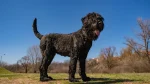 Terier Patterdale Dog photo